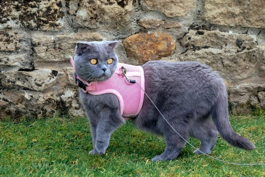 Function, Comfort, And Safety: The Benefits Of A Pet Harness? - PawsClawsBoutique